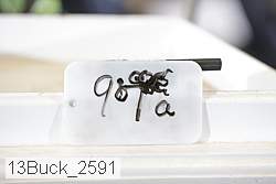13buck_2591 proof