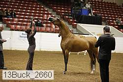 13buck_2660 proof