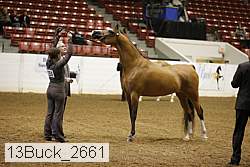 13buck_2661 proof