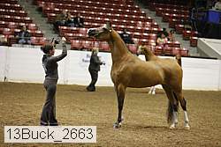 13buck_2663 proof