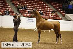 13buck_2664 proof