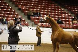 13buck_2667 proof