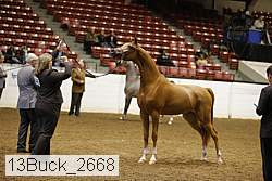 13buck_2668 proof