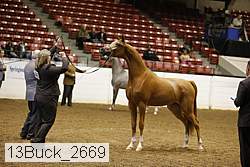 13buck_2669 proof