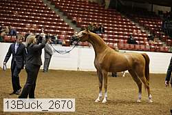 13buck_2670 proof