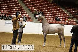 13buck_2673 proof