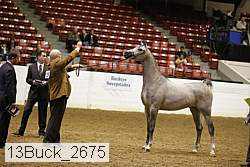 13buck_2675 proof