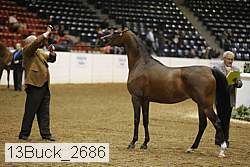 13buck_2686 proof