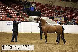 13buck_2701 proof
