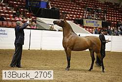 13buck_2705 proof