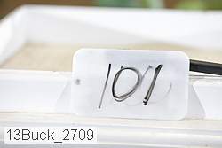 13buck_2709 proof