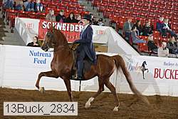 13buck_2834 proof
