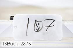 13buck_2873 proof