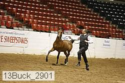 13buck_2901 proof