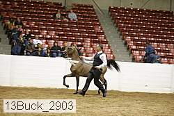 13buck_2903 proof