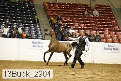 13buck_2904 proof