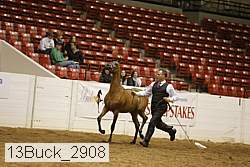 13buck_2908 proof
