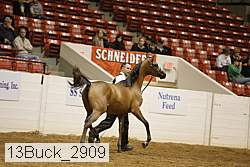 13buck_2909 proof