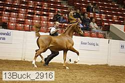 13buck_2916 proof
