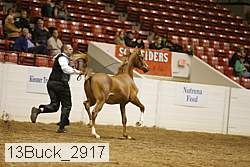 13buck_2917 proof