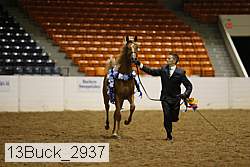 13buck_2937 proof