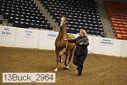 13buck_2964 proof