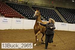 13buck_2965 proof