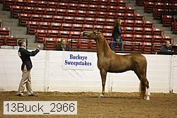 13buck_2966 proof