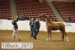 13buck_2972 proof
