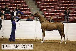 13buck_2973 proof