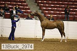 13buck_2974 proof