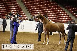 13buck_2975 proof