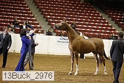 13buck_2976 proof