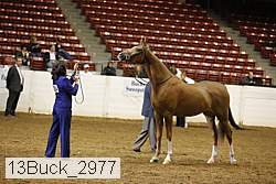 13buck_2977 proof