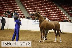 13buck_2978 proof