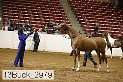 13buck_2979 proof