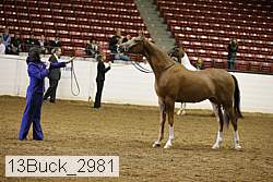 13buck_2981 proof