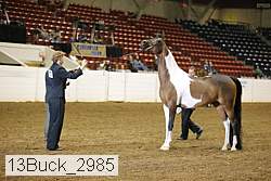 13buck_2985 proof