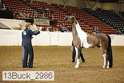 13buck_2986 proof