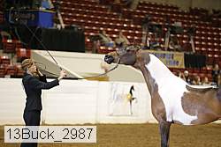 13buck_2987 proof