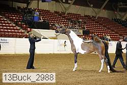 13buck_2988 proof