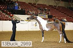 13buck_2989 proof