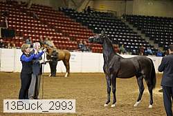 13buck_2993 proof
