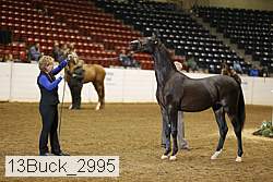 13buck_2995 proof
