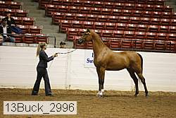 13buck_2996 proof