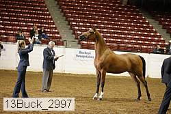 13buck_2997 proof