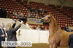13buck_3003 proof