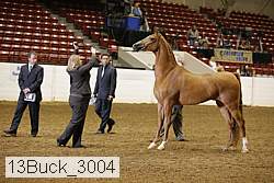 13buck_3004 proof