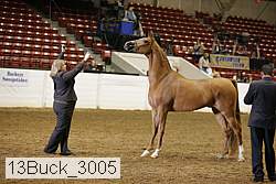 13buck_3005 proof