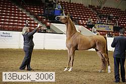 13buck_3006 proof